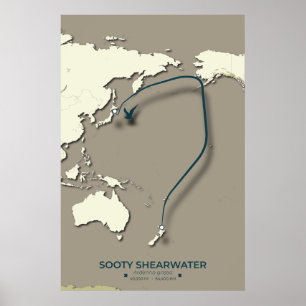 Affiche Carte de migration Sooty Shearwater - Minimaliste