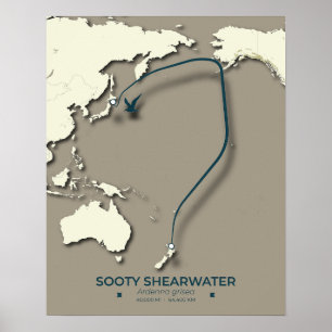Affiche Carte de migration Sooty Shearwater - Minimaliste