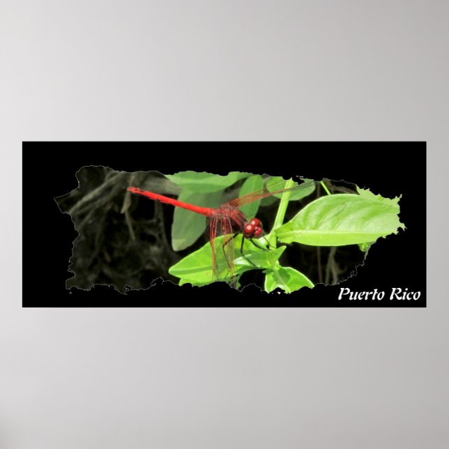 Affiche Carte de Porto Rico Island Dragonfly (Devant)