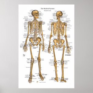 Affiche Carte du système Skeletal humain avec ligaments, t