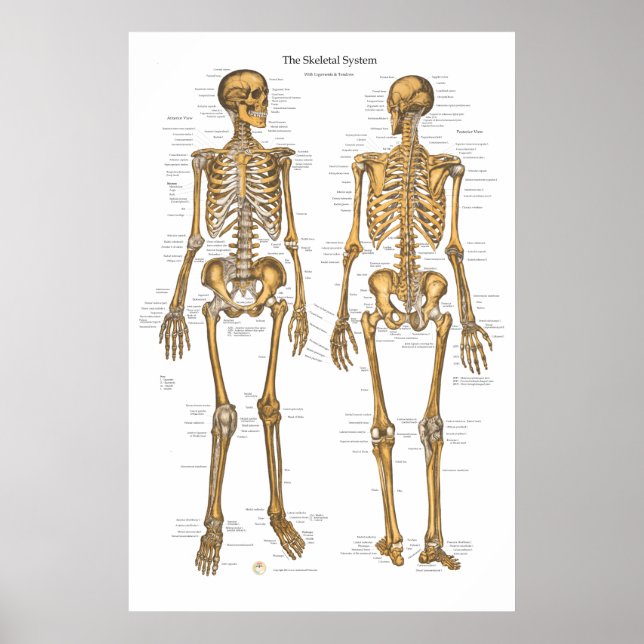 Affiche Carte du système Skeletal humain avec ligaments, t (Devant)