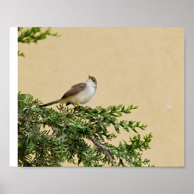 Affiche Carte postale du moineau (Devant)