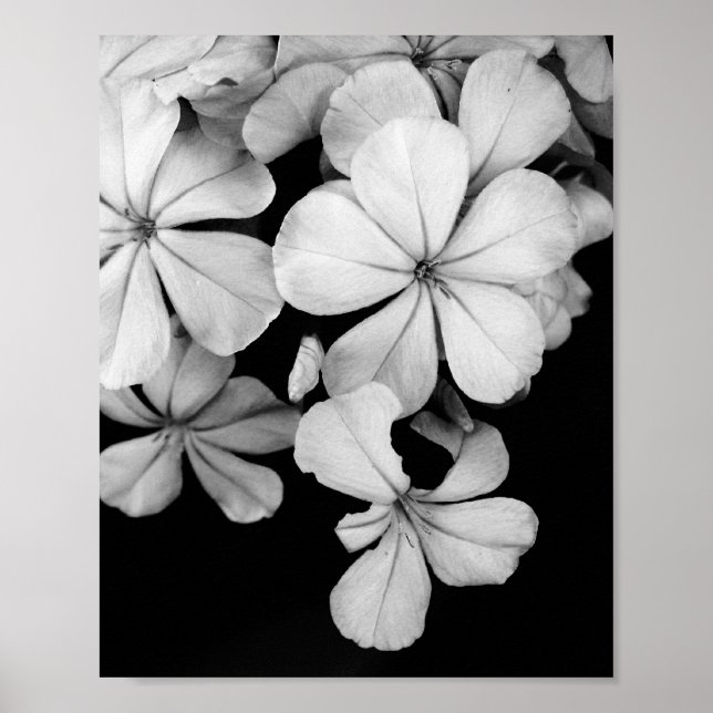 Affiche carte postale en noir et blanc (Devant)