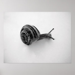 Affiche Carte postale escargot