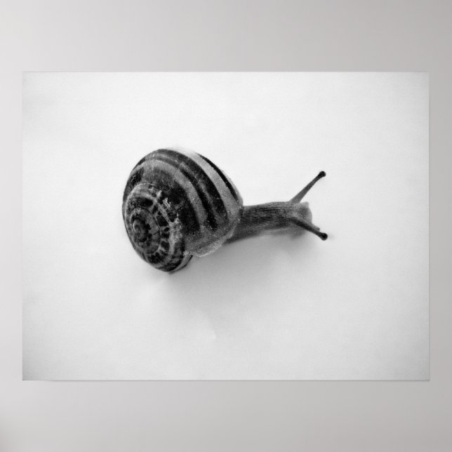 Affiche Carte postale escargot (Devant)
