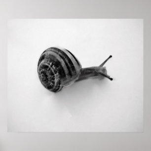Affiche Carte postale escargot