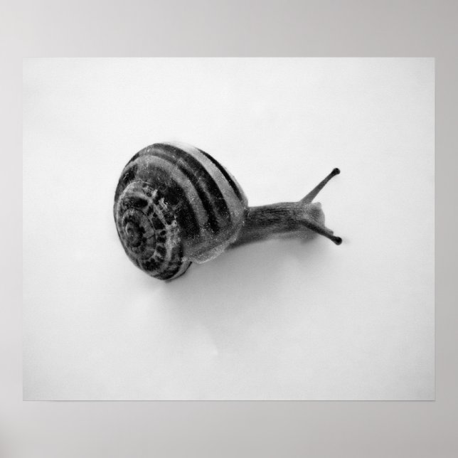 Affiche Carte postale escargot (Devant)
