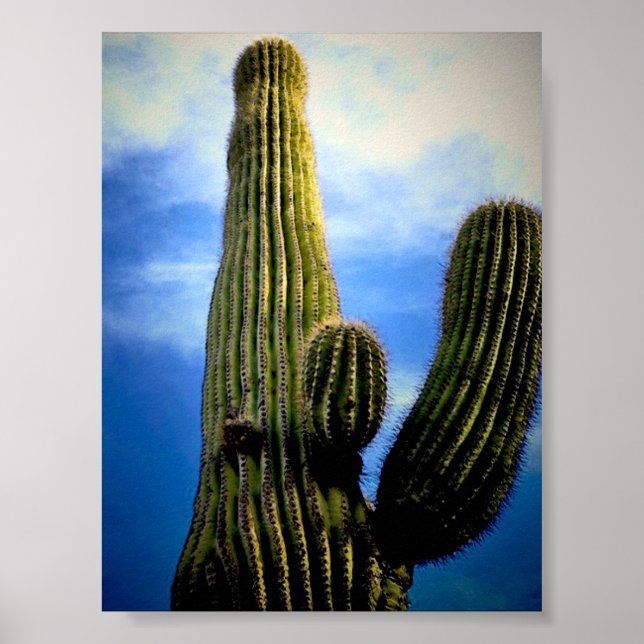 Affiche Carte postale haute Saguaro Cactus (Devant)