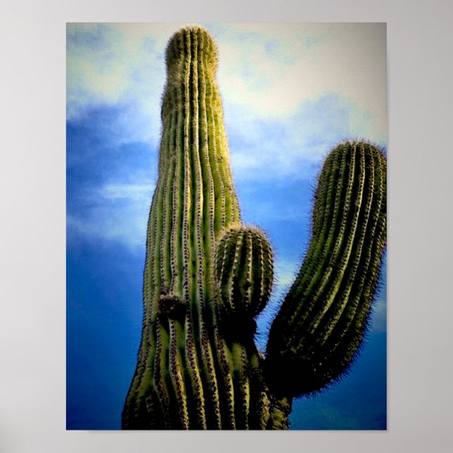 Affiche Carte postale haute Saguaro Cactus (Devant)