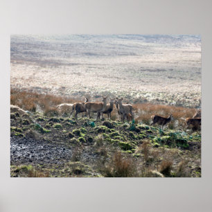 Affiche Carte postale Lyme Park