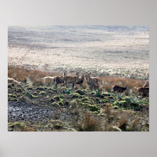 Affiche Carte postale Lyme Park (Devant)