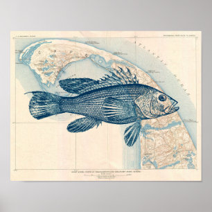 Affiche Carte vintage Cape Cod avec Poisson Bass de mer