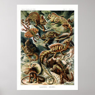Affiche Carte vintage des lézards Ernst Haeckel