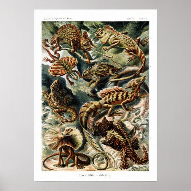 Affiche Carte vintage des lézards Ernst Haeckel (Devant)