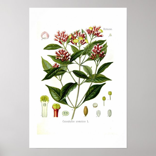 Affiche Caryophyllus aromaticus (Clove) (Devant)