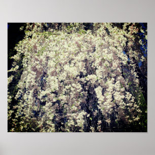 Affiche Cascade De Fleurs De Printemps Blanches
