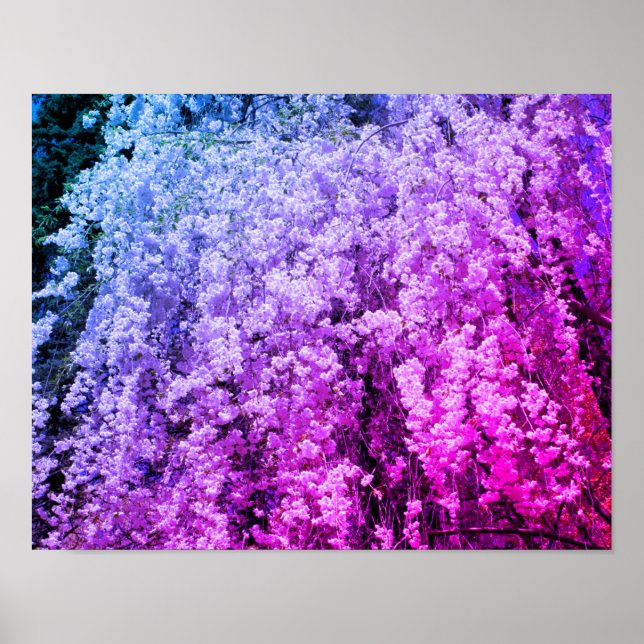 Affiche Cascade De Fleurs Ressortissantes Tintées (Devant)