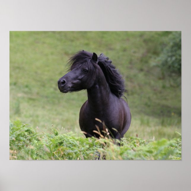 Affiche Casque de Bob Langrish Black Shetland Pony Stallio (Devant)