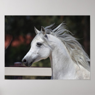 Affiche Casque de Stallion arabe gris Mane Flower