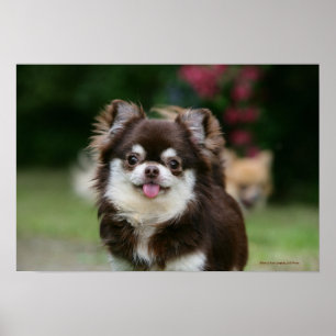 Affiche Casque long Haired Chihuahua 1