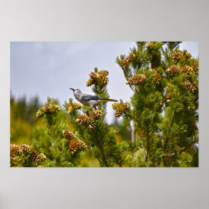 Affiche Casse-noix de Clark dans le parc national de Rocky