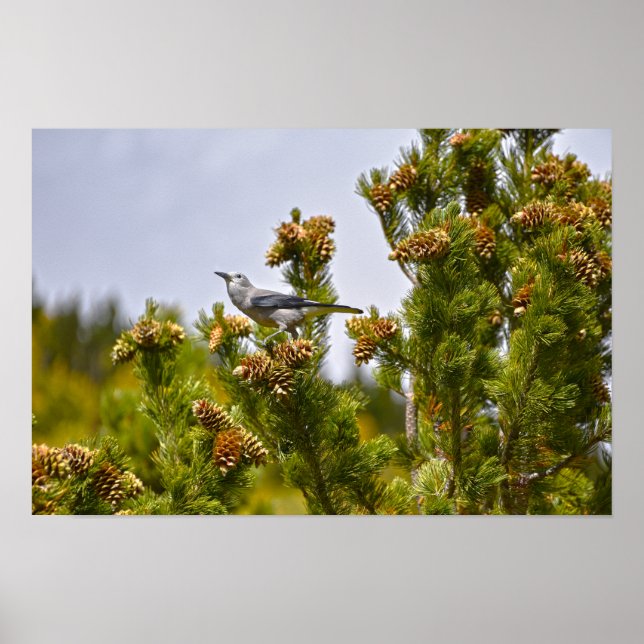 Affiche Casse-noix de Clark dans le parc national de Rocky (Devant)