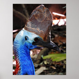 Affiche Cassowary du Sud