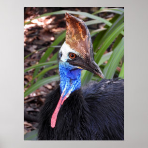 Affiche Cassowary du Sud