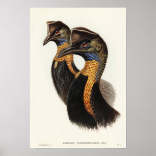 Affiche Cassowary monocaroné par Elizabeth Gould