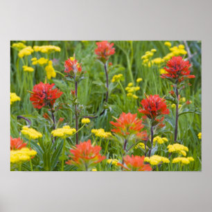 Affiche Castilleja et biscuitroot fleurs sauvages