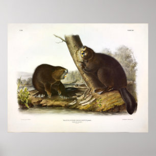 Affiche Castor nord-américain, Castor canadensis - Audubon