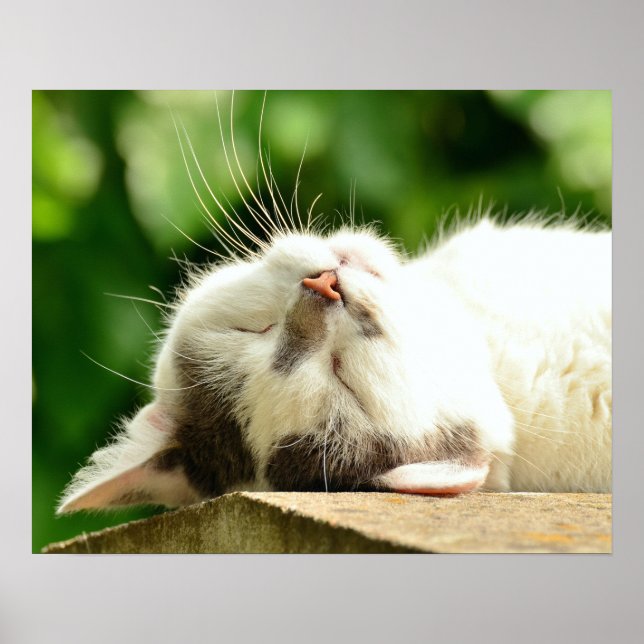 Affiche Cat (Devant)