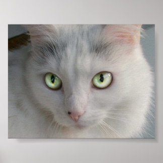 Affiche Cat