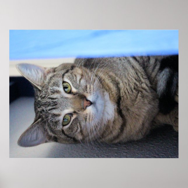 Affiche Cat (Devant)