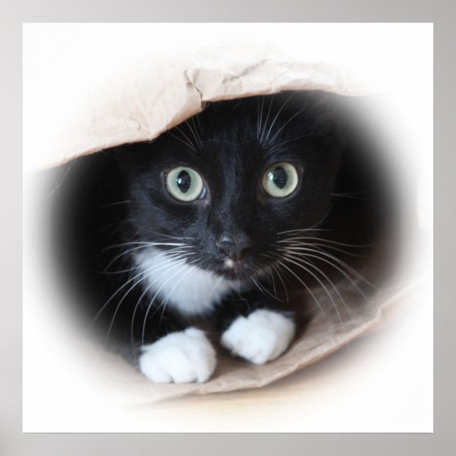 Affiche Cat (Devant)