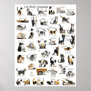 Affiche Cat Body