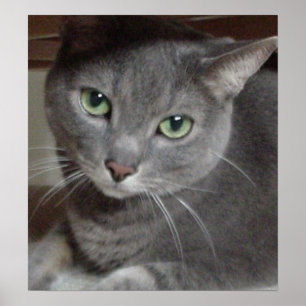 Affiche Cat gris bleu russe