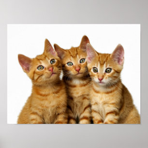 Affiche Cat Kittens, trois mignons gingembre Photo de la t