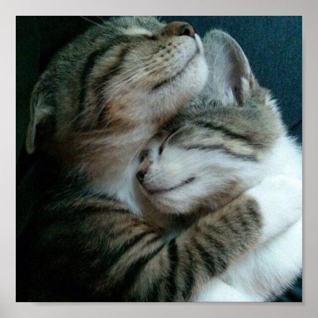 Affiche Cat love (Devant)