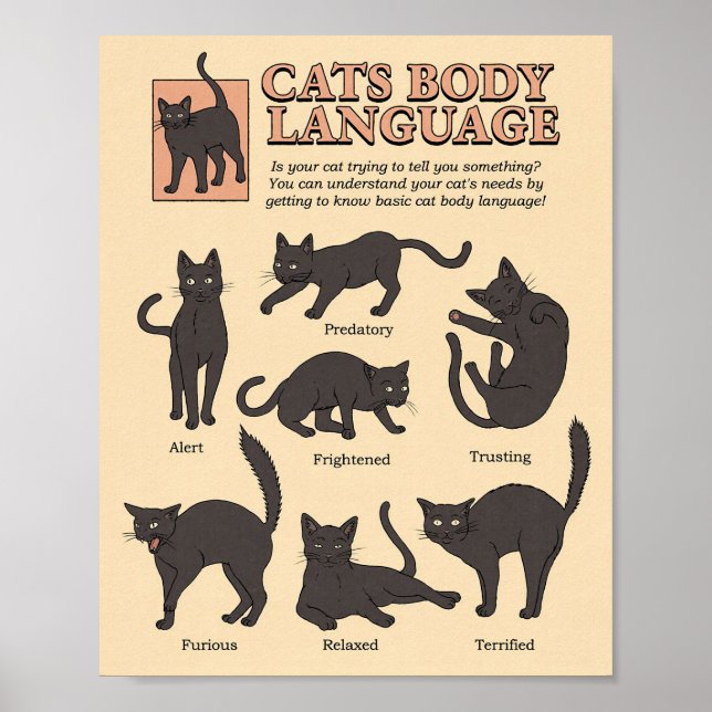 Affiche Cat Lover Cats Body Language (Devant)