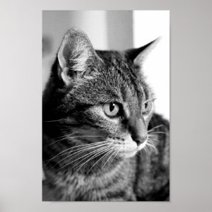 Affiche Cat portrait - the thinker