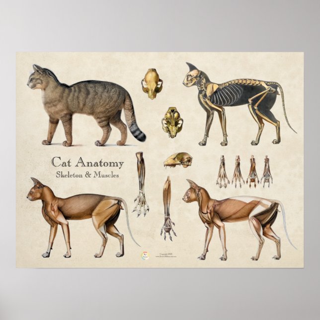 Affiche Cat Skeletal Muscular Anatomy (Devant)