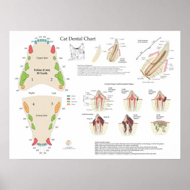 Affiche Cat Veterinary Dental Tooth Chart (Devant)