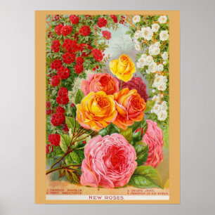 Affiche Catalogue de semences de fleurs Roses vintages