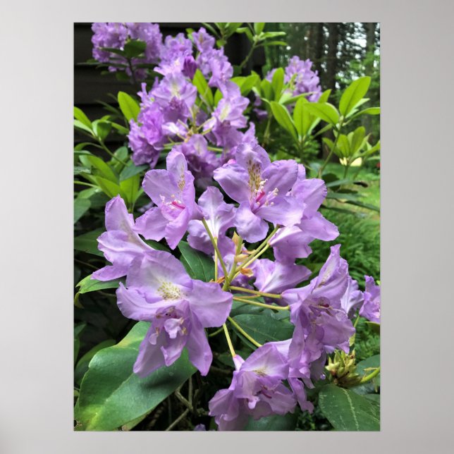 Affiche Catawbiense Boursault Rhododendrons, Oregon (Devant)