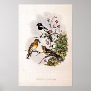 Affiche Catcherie de vintage Brodie par John Gould