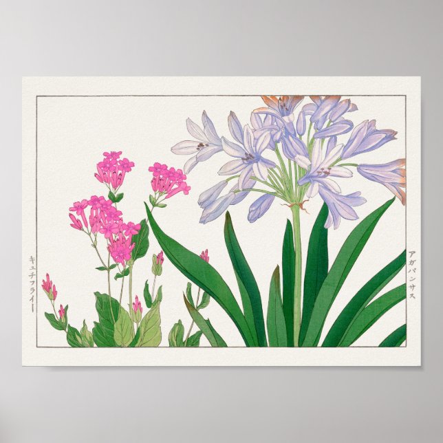 Affiche Catchfly, lis africain par Tanigami Konan (Devant)