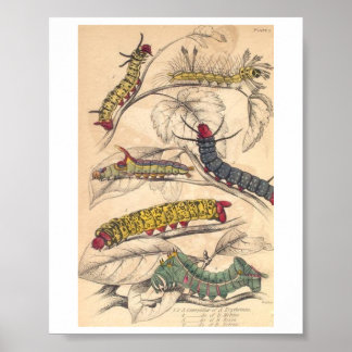 Affiche Caterpiliers