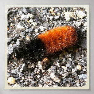 Affiche Caterpillar d'ours laineux