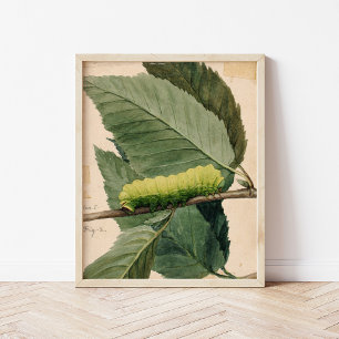 Affiche Caterpillar lunaire   Abbott Handerson Thayer